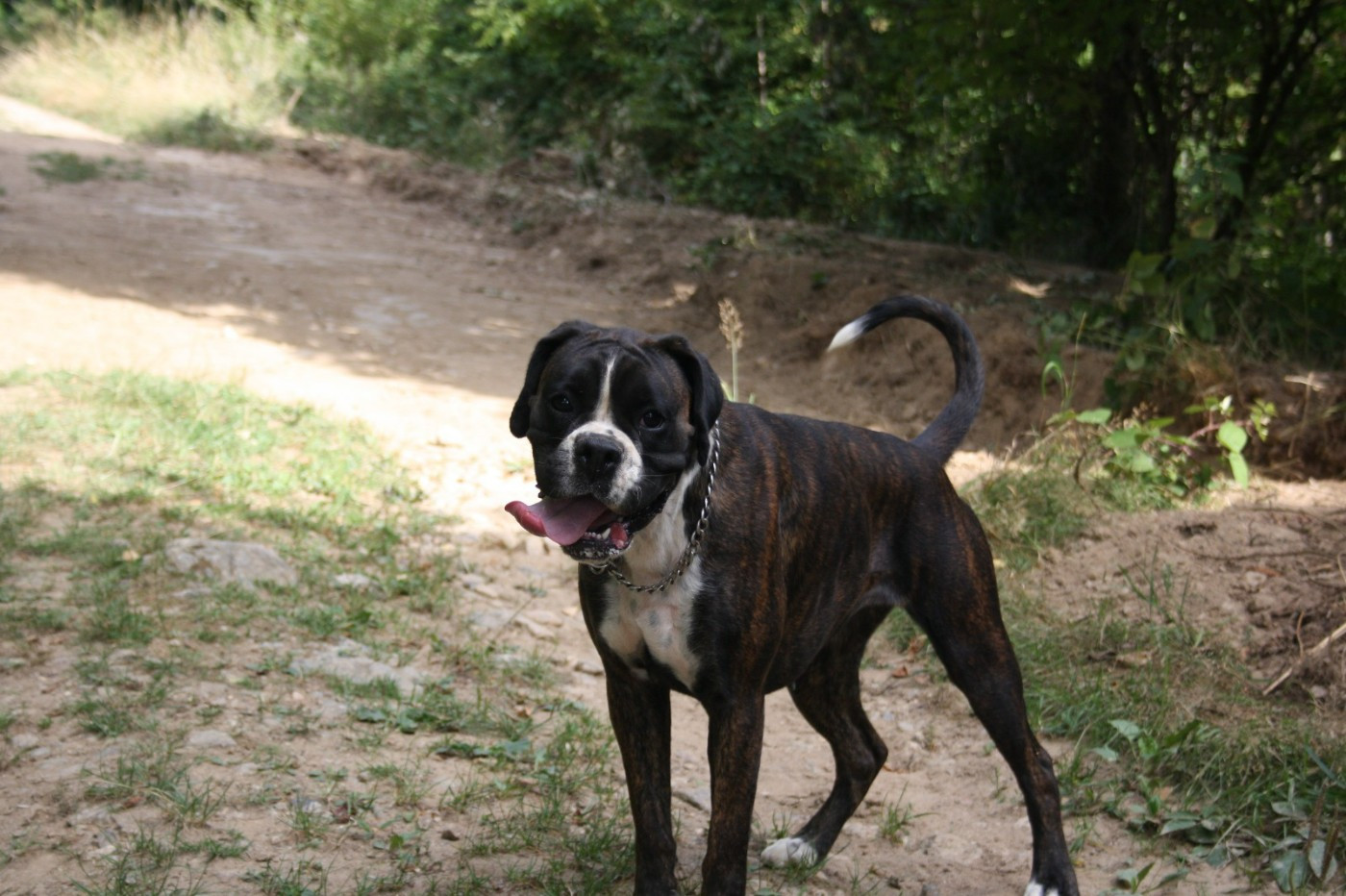 Vaya du domaine de la veyradeyre