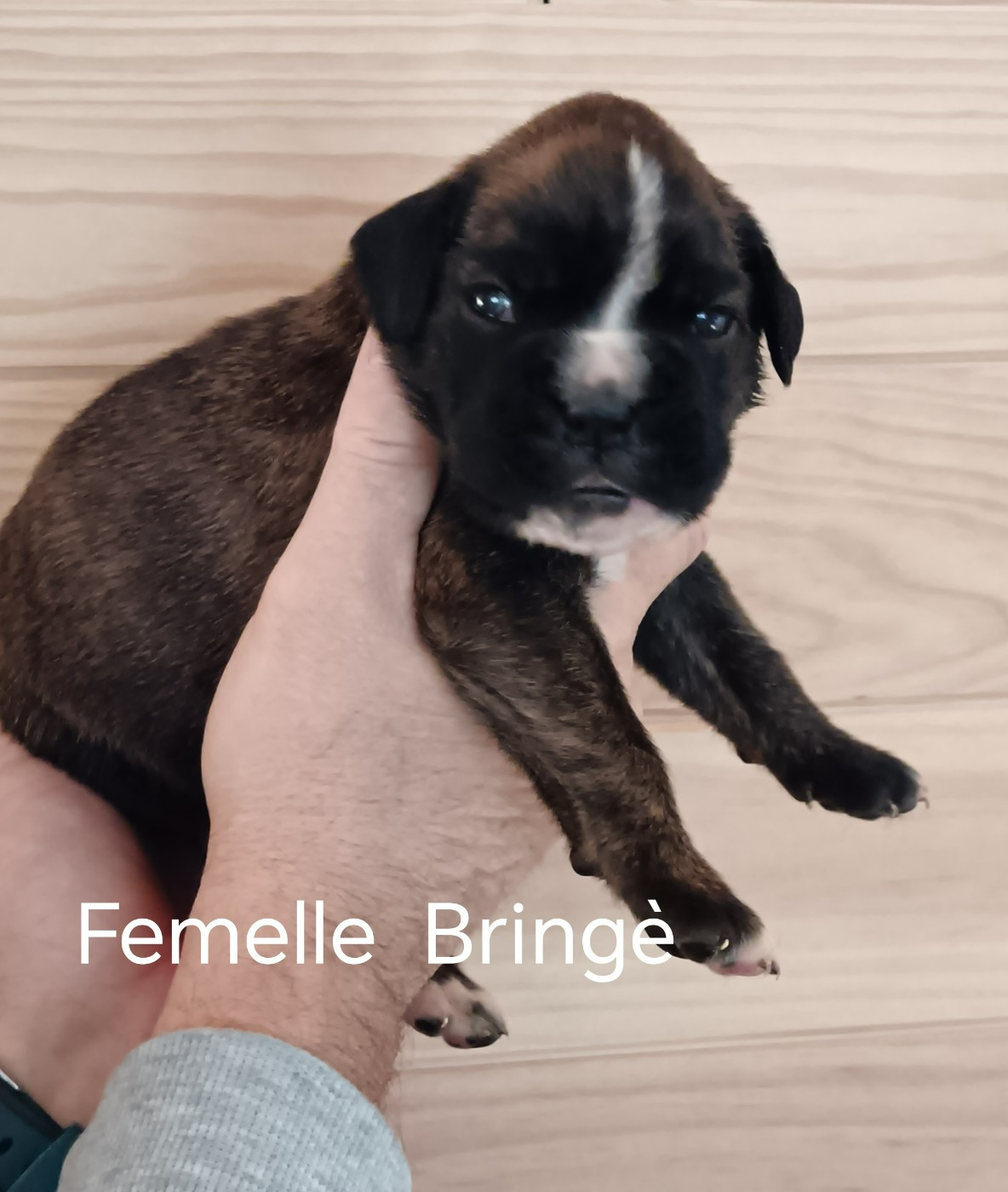 Norbert Viguié - Chiots disponibles - Boxer