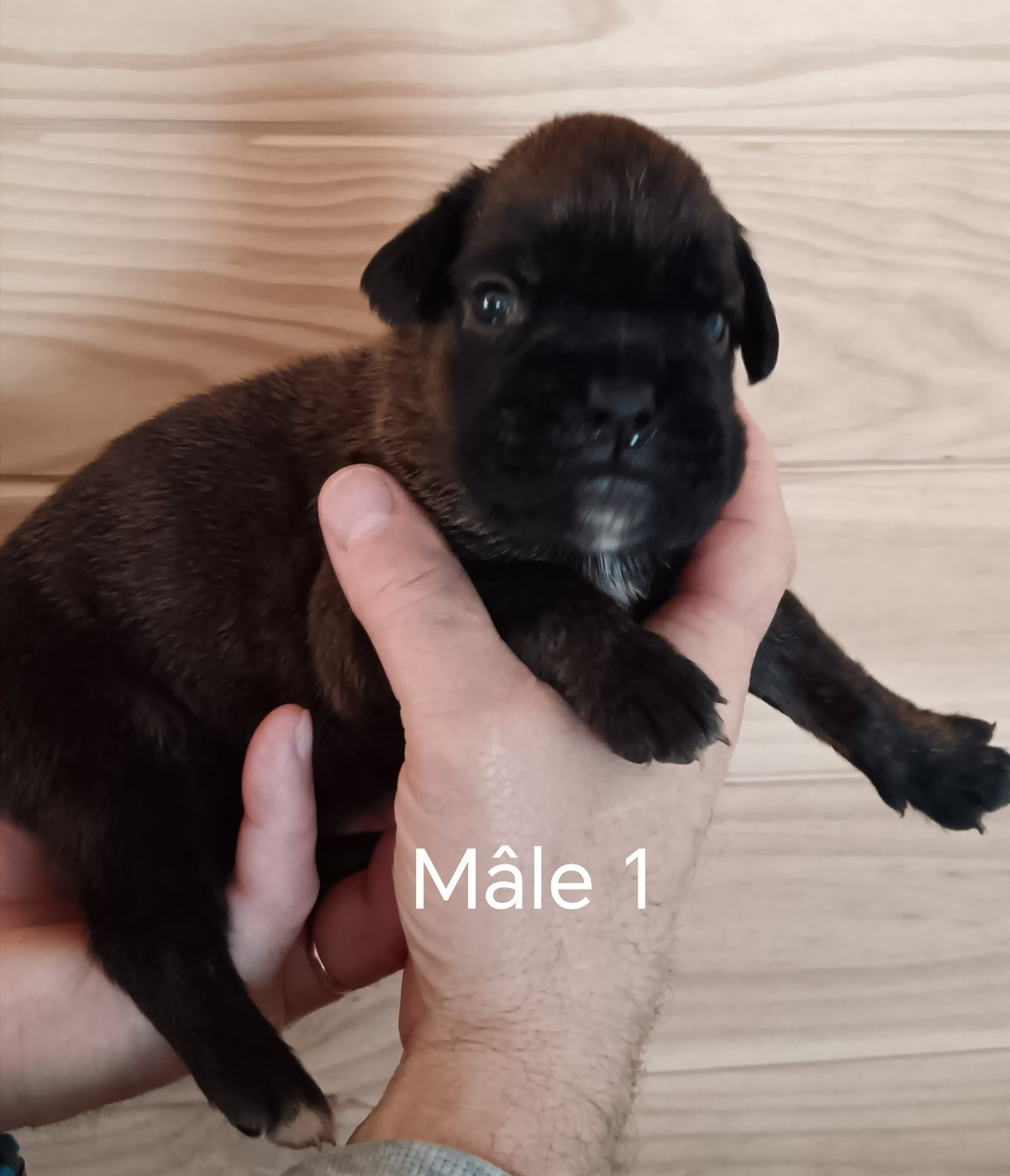 Norbert Viguié - Chiots disponibles - Boxer