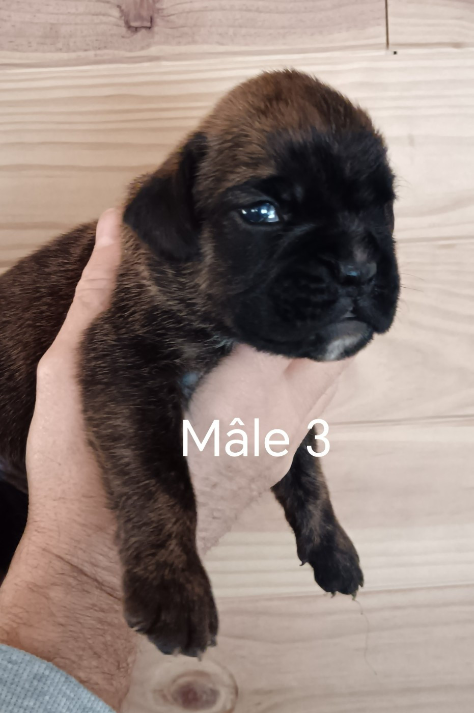 Norbert Viguié - Chiots disponibles - Boxer