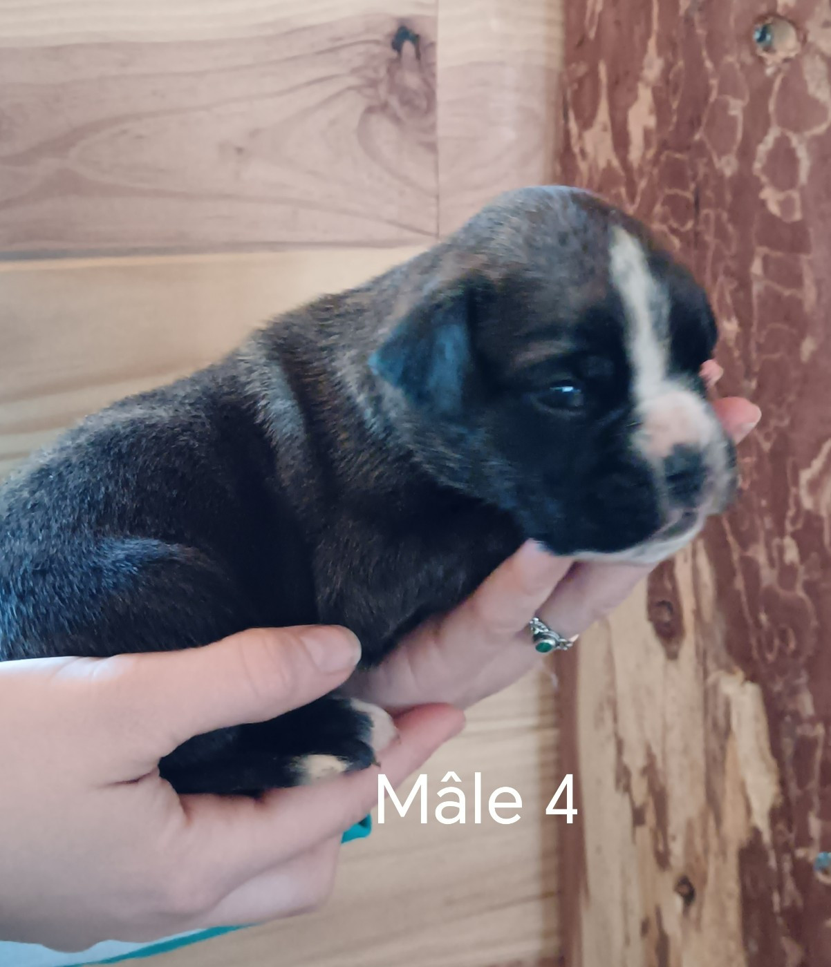 Norbert Viguié - Chiots disponibles - Boxer