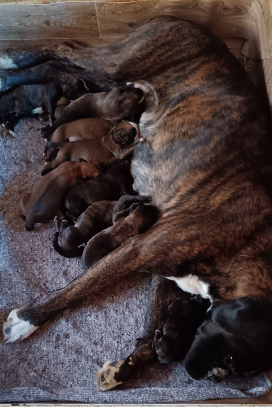 Chiot Boxer Norbert Viguié