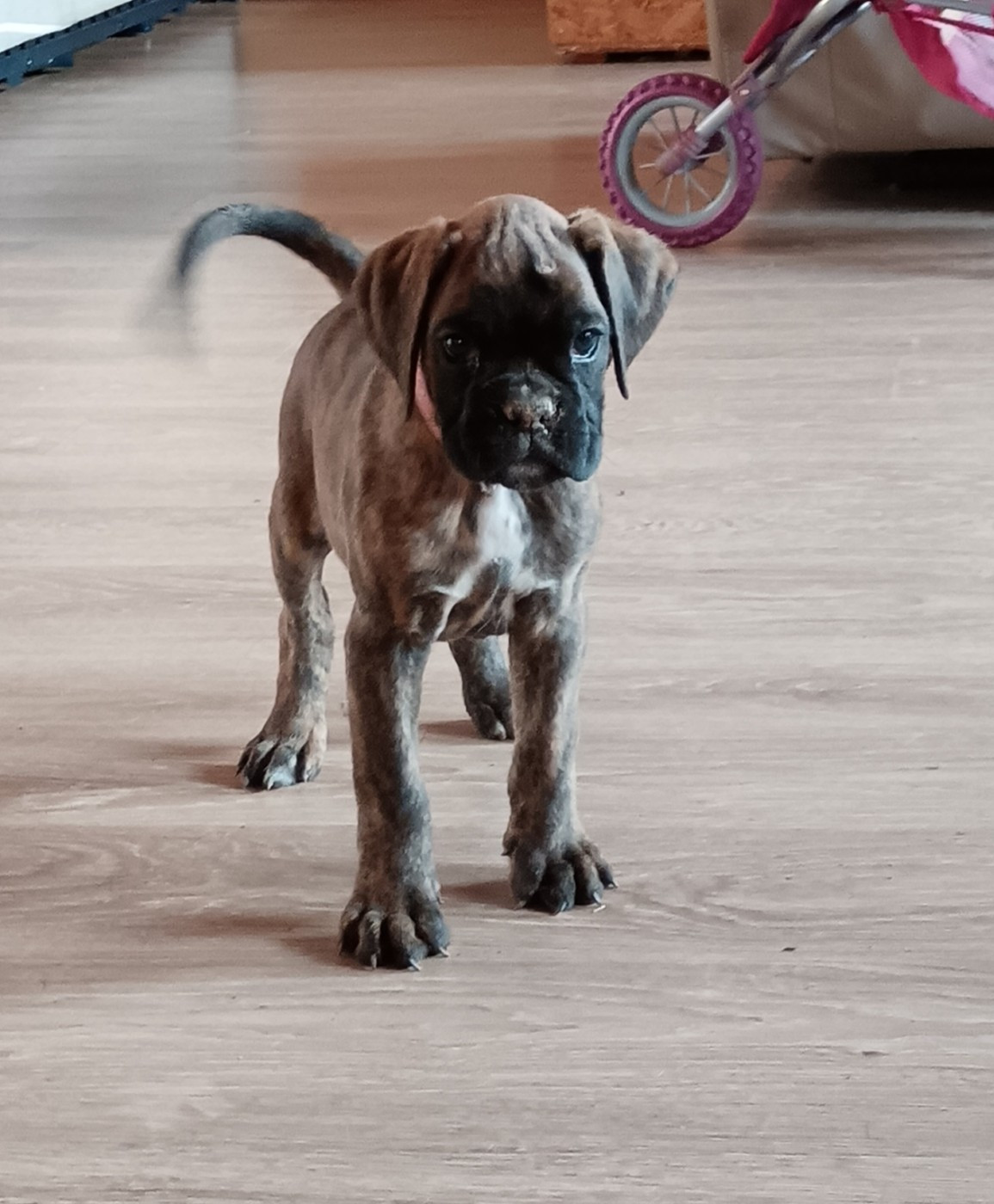 Norbert Viguié - Chiots disponibles - Boxer